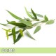 Eucalyptus-尤加利(藍桉) Eucalyptus-尤加利(藍桉)